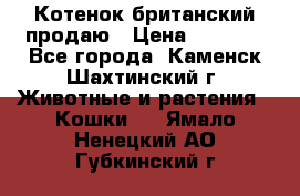 Котенок британский продаю › Цена ­ 3 000 - Все города, Каменск-Шахтинский г. Животные и растения » Кошки   . Ямало-Ненецкий АО,Губкинский г.